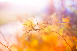 otoño